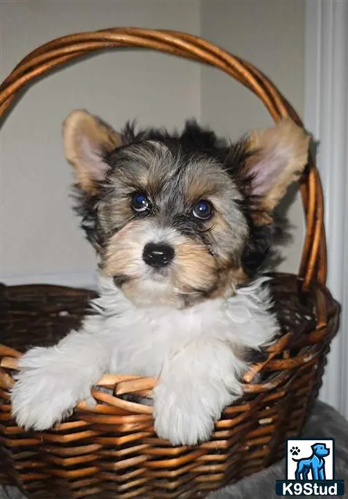 Biewer Terrier puppy for sale